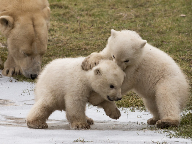 Wrestling polar bear cubs