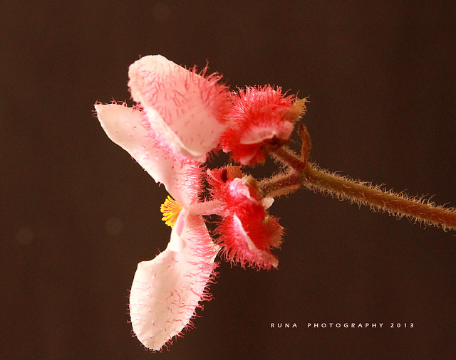 Flor de Begonia