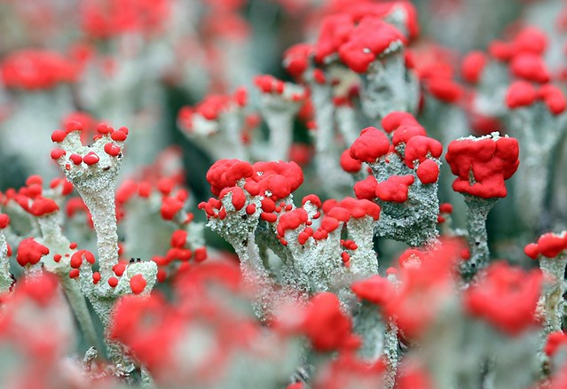 Cladonia Lichen (Cladonia Cocciferia)