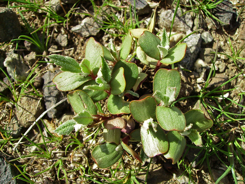 Purshia tridentata seedlings | A cluster of many antelope bi… | Flickr