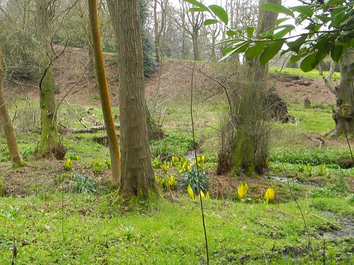 American skunk cabbage (The yellow stuff) Milford to Godalming