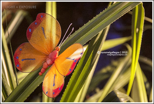 Miniature Butterfly | by mel gallegos