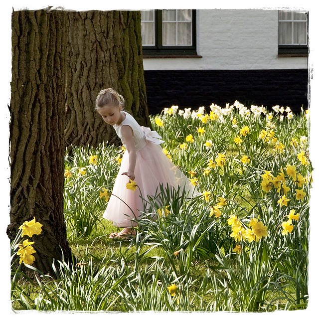 Delightful Daffodils .....