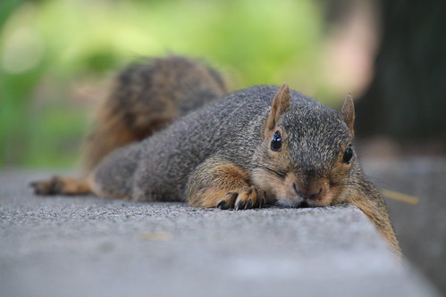 squirrels annarbor michigan animal campus universityofmichigan umsquirrels08052016 summer eating peanut augustumsquirrel pancakeanimals pancakesquirrels hotsquirrels gobluesquirrels umsquirrel foxsquirrels easternfoxsquirrels michiganfoxsquirrels universityofmichiganfoxsquirrels