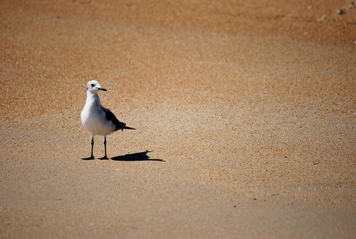 Outer Banks | by aly barrington