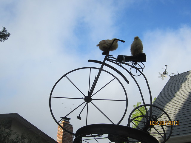 Two chickies egged on to an Early Easter Morn High wheel ride.