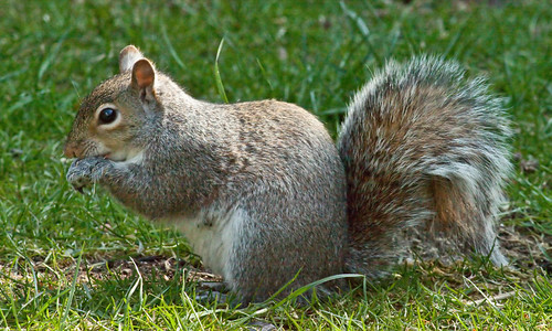 SQUIRREL | by Eddie Evans