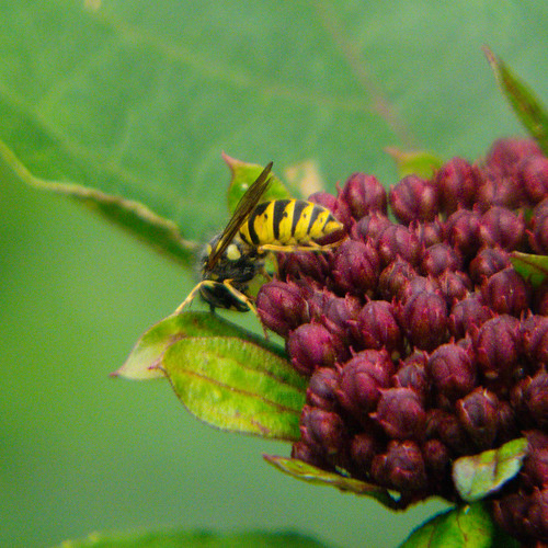 Wasp gathering nectar
