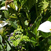 Flora in Los Quetzales