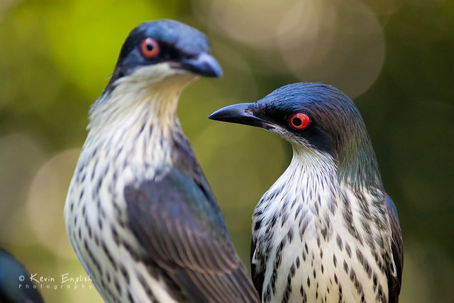 Juvenile Metallic Starlings