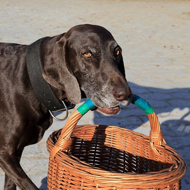 Dog with basket