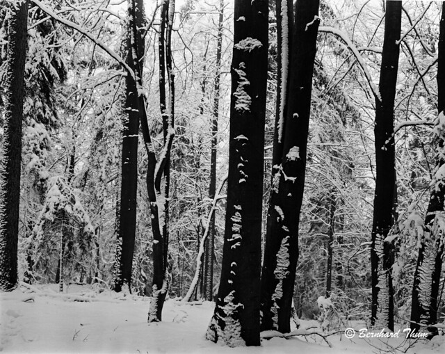 Snowy trees at Arzlohe-2