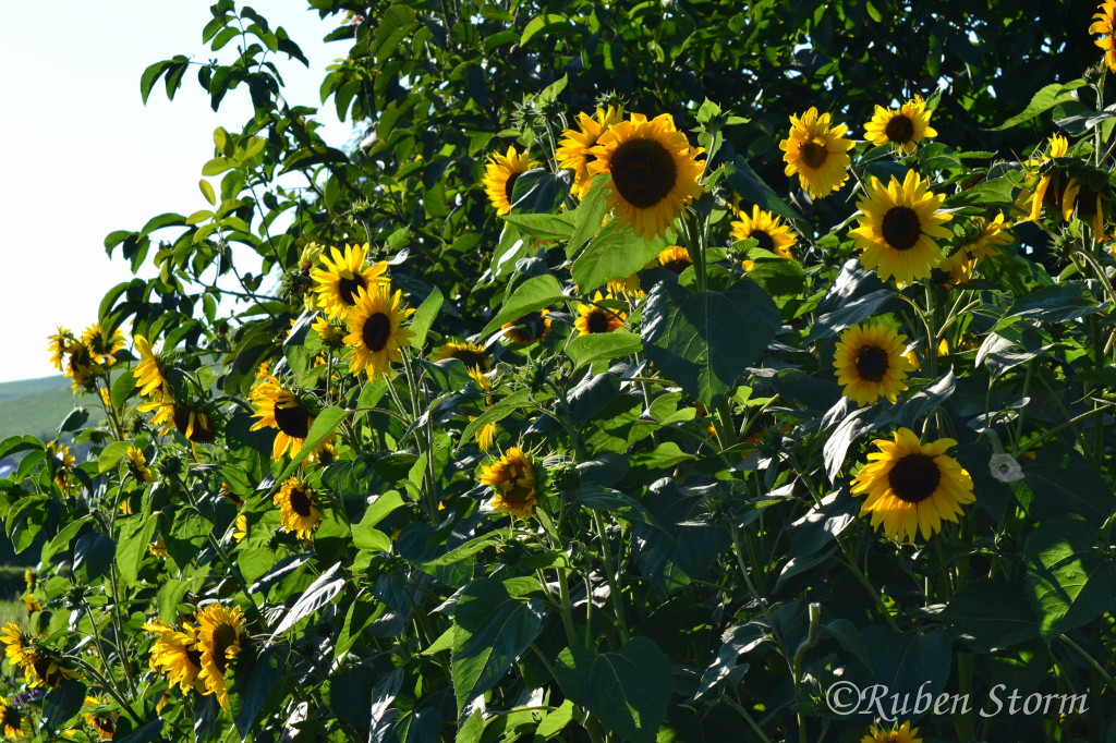 Sonnenblumen Hecke