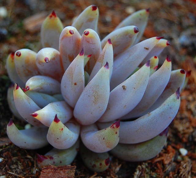 Echeveria unguiculata