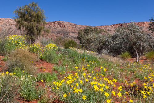 nature landscape desert australia outback wildflowers northernterritory alicesprings desertpark