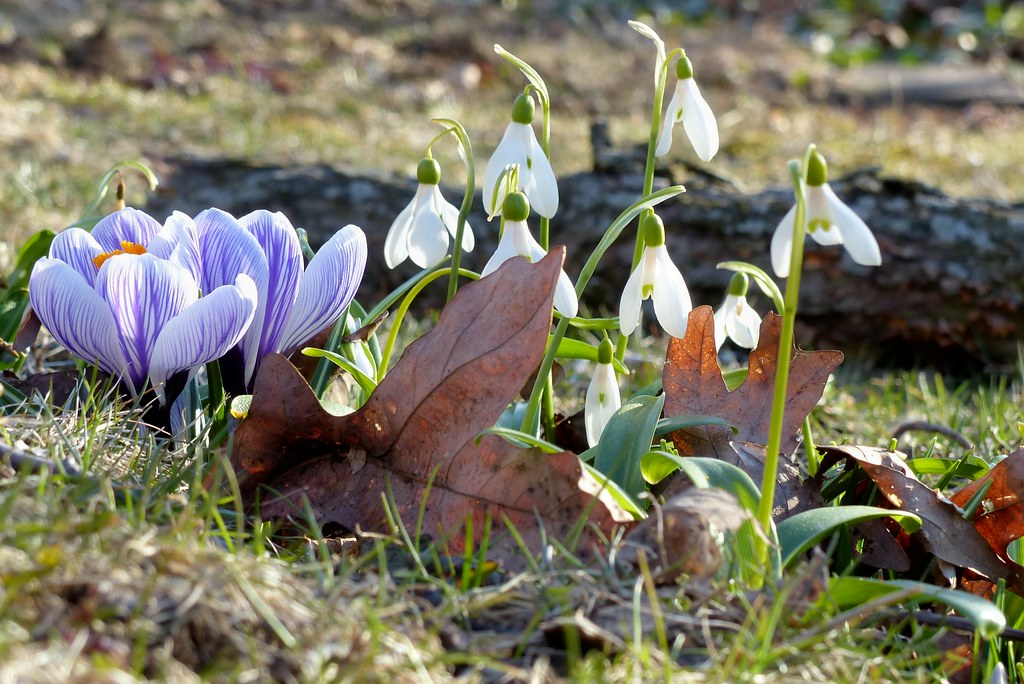 Is Spring Or Fall First First signs of spring & fall leftovers | I