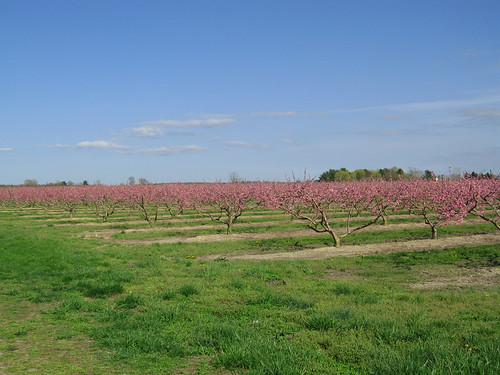 Peach Orchard III by SupersonicNJ, Peach Orchard in Hammonton, NJflowers flower newjersey spring peach orchard peaches agriculture atla