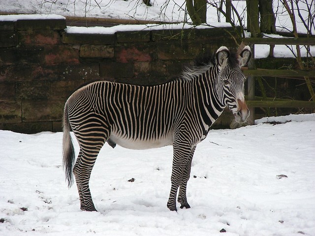 Zoo Nuremberg: Grévy's Zebra | Grévy-Zebra