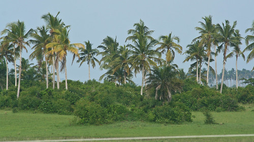 palms central lagoon ghana winneba