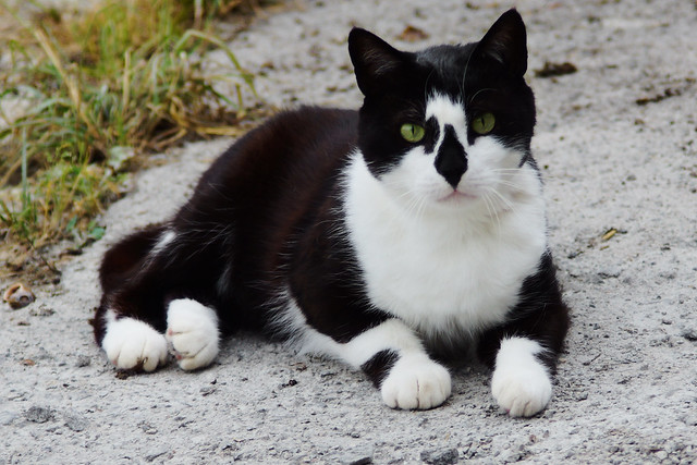 Felix Tuxedo Cat