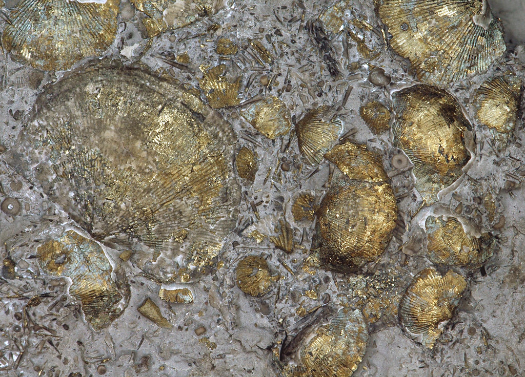 Pyritized Shells Pyritized shell pavement, Middle Devonian Silica Shale, Sy… | Flickr