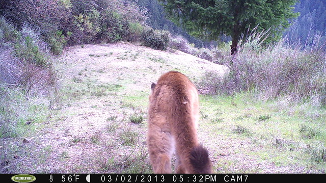 Mountain lion 3/2/2013 @17:32-35; taken by motion-sensor camera in San Mateo County.