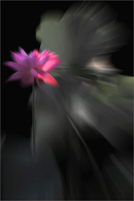Zoomed Lotus Flower Abstract - DD0A8146-rb-640