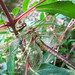 Flickr photo 'Common Green Darner (Anax junius)' by: DaveHuth.