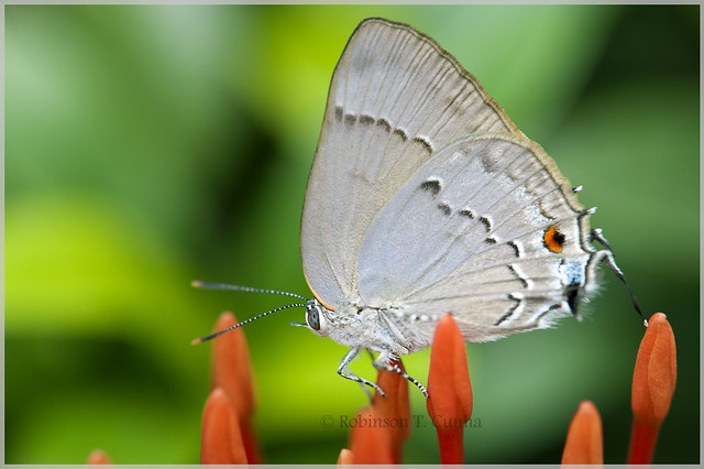 Butterfly - Delicate
