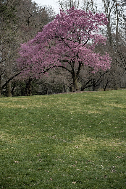 Flowering cherry tree at Brooklyn Botanic Garden, Brooklyn, NY
