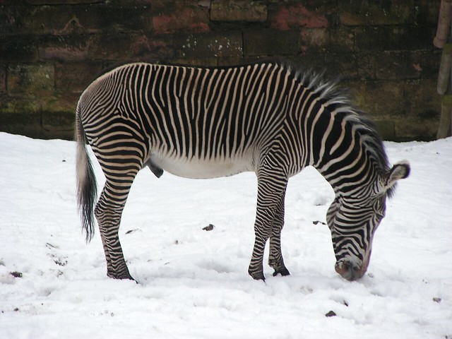 Zoo Nuremberg: Grévy's Zebra | Grévy-Zebra