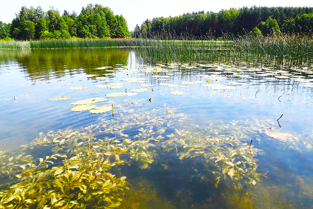 Lakes of Lithuania (16)