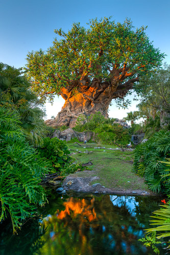 Animal Kingdom - Tree on Fire by Jeff Krause Photography, life sunset tree water animal reflections island kingdom disney wdw discovery hdr tol
