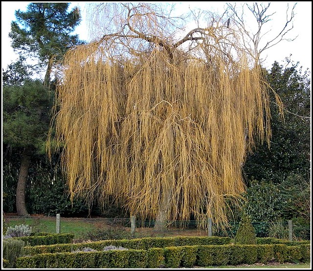 Willow Tree ..