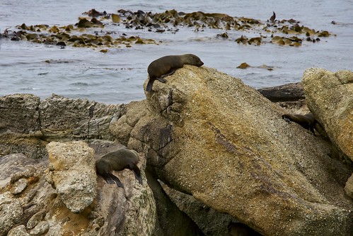 Little seals, perched on rocks.