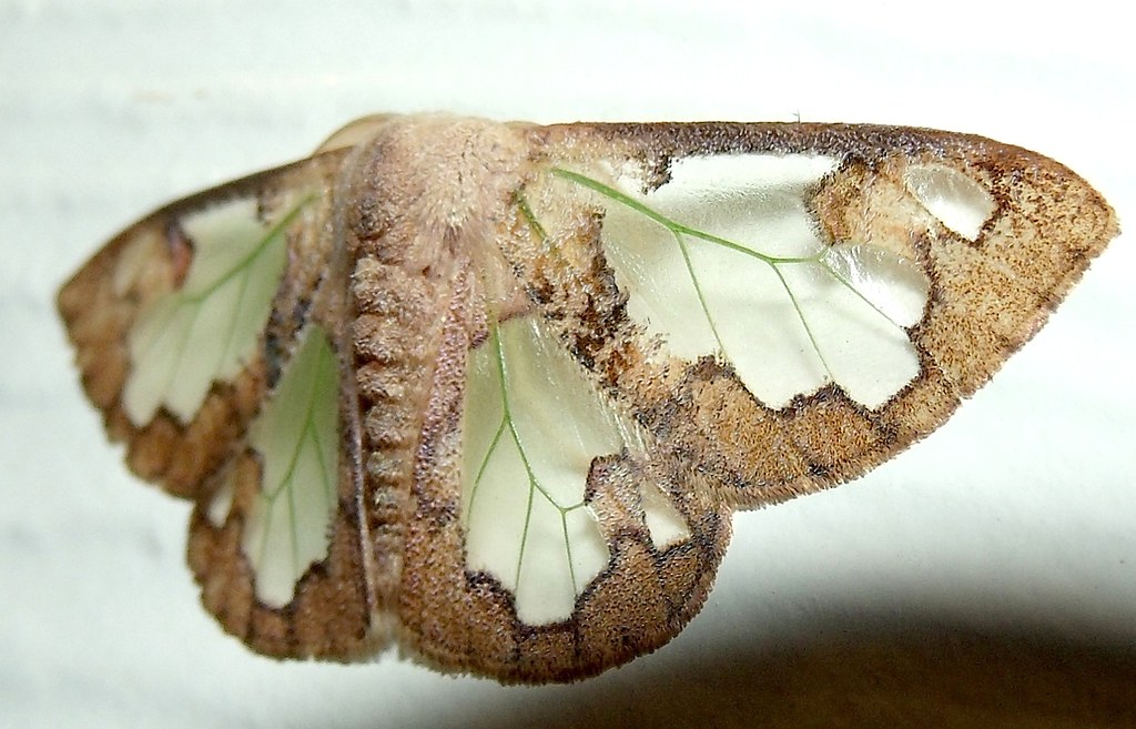 Tuss.moth.4.25.1