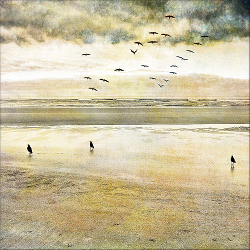 ocean sunlight seascape color nature birds reflections square golden textures ie legacy shining hypothetical hss vividimagination imagepoetry artdigital idream trolled memoriesbook magicunicornverybest magicunicornmasterpiece crazygeniuses exoticimage 1crzqbn blinkagain sliderssunday chainedtothesky galleryoffantasticshots kurtpeiserexcellence