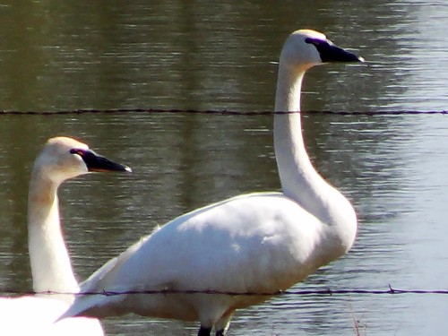 idaho swans trumpeterswan cygnusbuccinator latahcounty