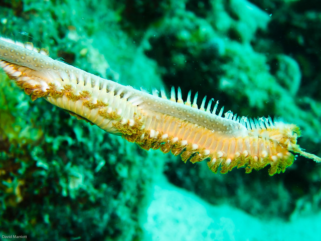 Great detail on this sea worm