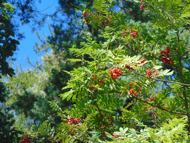 Rowan berries  - Sorbus aucuparia