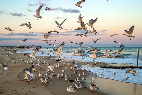 beach water virginia waves seagull gull aves hampton laridae charadriiformes chordata buckroe genera