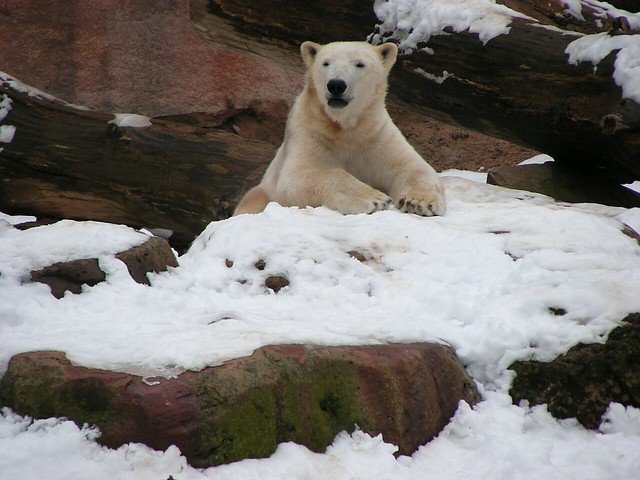 Zoo Nuremberg: Polar Bear | Eisbär