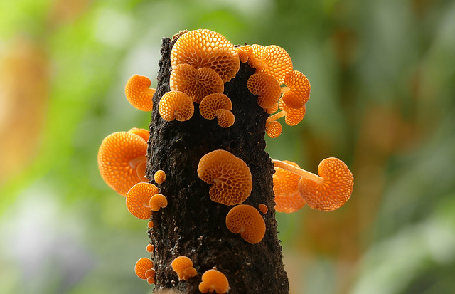 Favolaschia calocera.(orange pore fungus,)