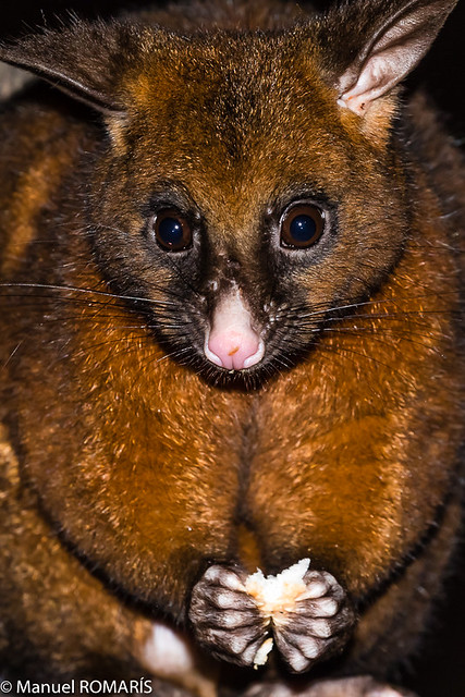 Common Brushtail Possum, Eungella NP, Australia