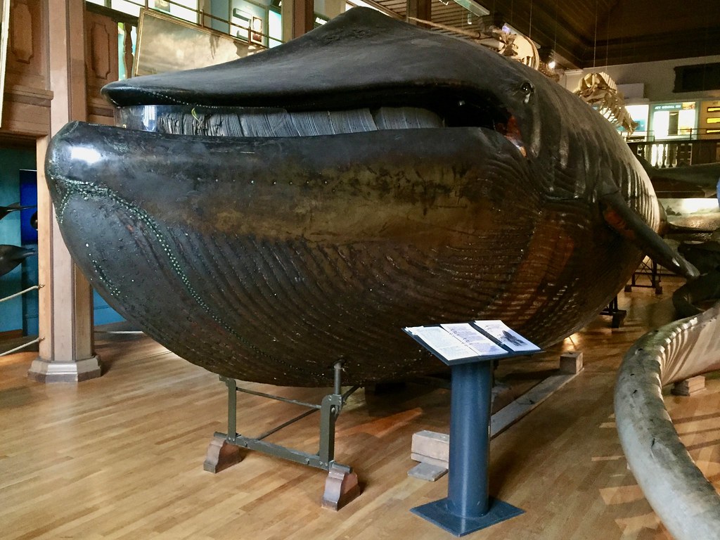 Natural History: Blue Whale