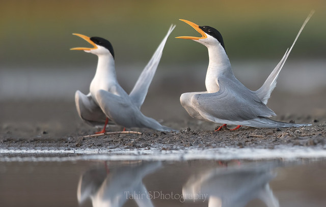 Courtship behavior of River terns
