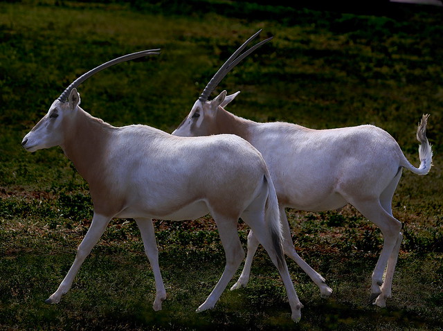 Scimitar-horned Oryx  - Click to view large ©