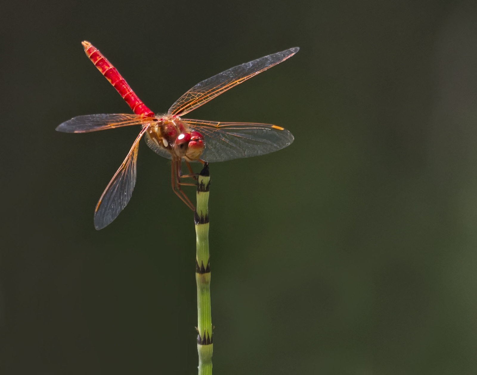 Red Dragonfly with a Smile