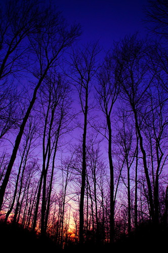 Purple by Bullo5, Out in the back yard. Bit of a difference to yesterday