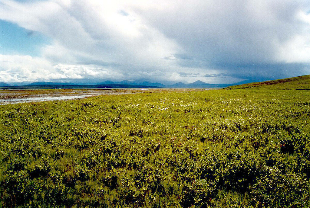 arctic tundra shrubs
